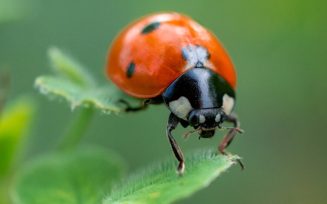 secretos fotografia macro tecnicas avanzadas