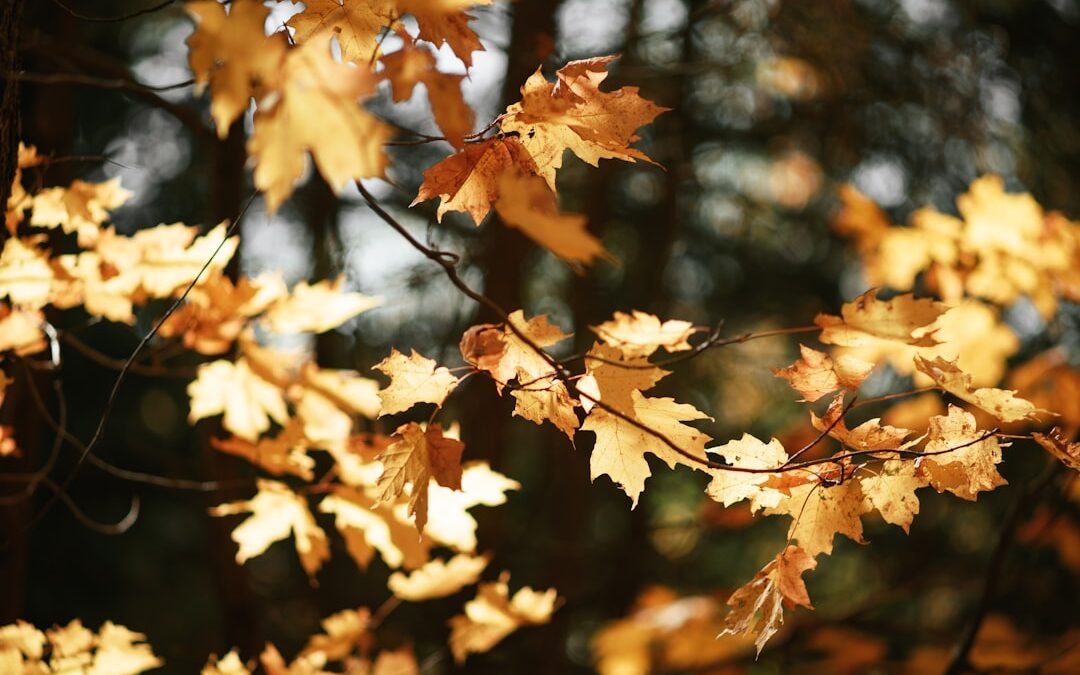 Los secretos para capturar la esencia del otoño