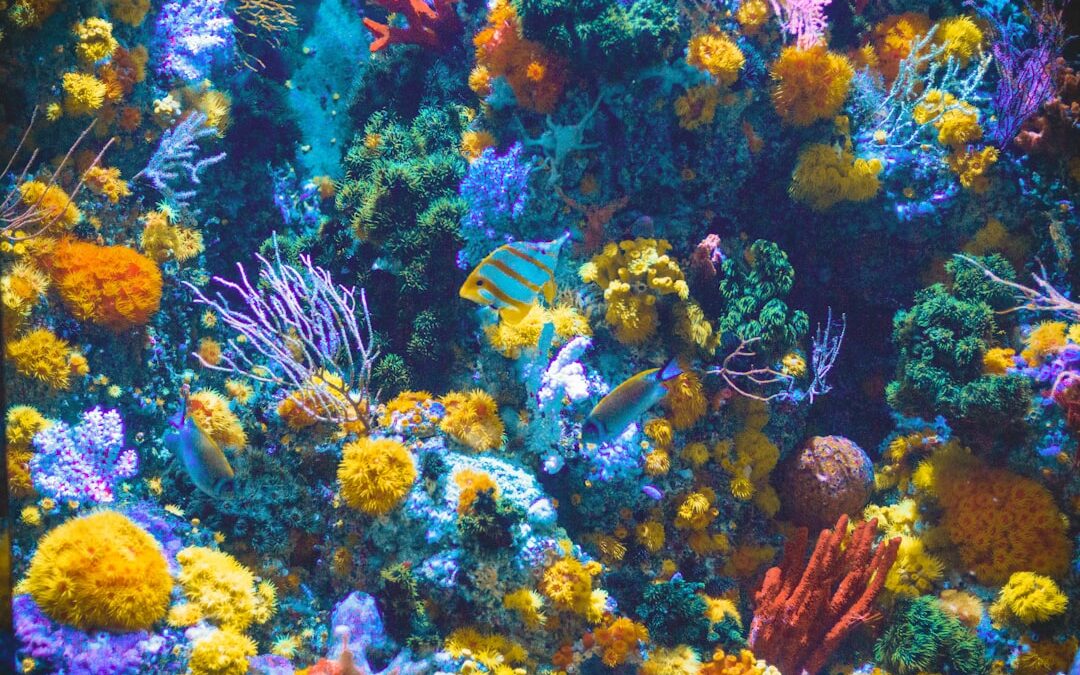 Los secretos de la fotografía subacuática